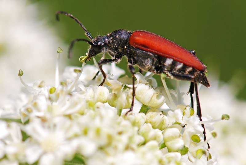 Anastrangalia sanguinolenta delle Prealpi Vicentine